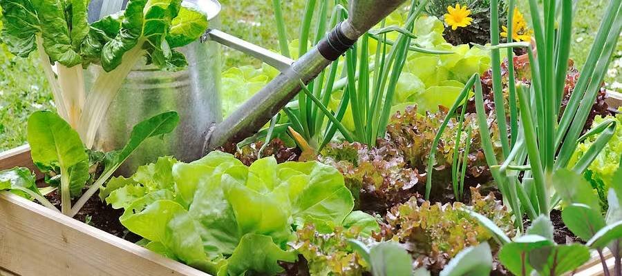 Légumes du potager en Bretagne